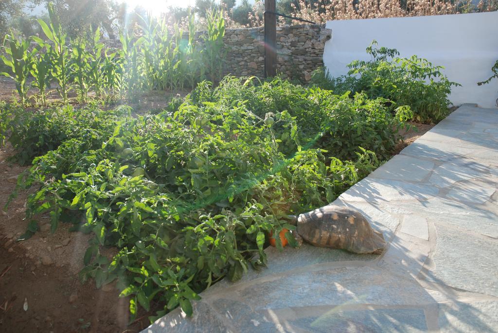 Edem Hotel Platis Gialos  Bagian luar foto